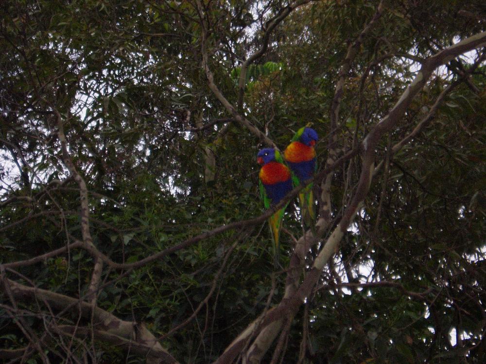 Land for Sale in Gosford, New South Wales — 2,500.00        SM — AUD $400,000.00