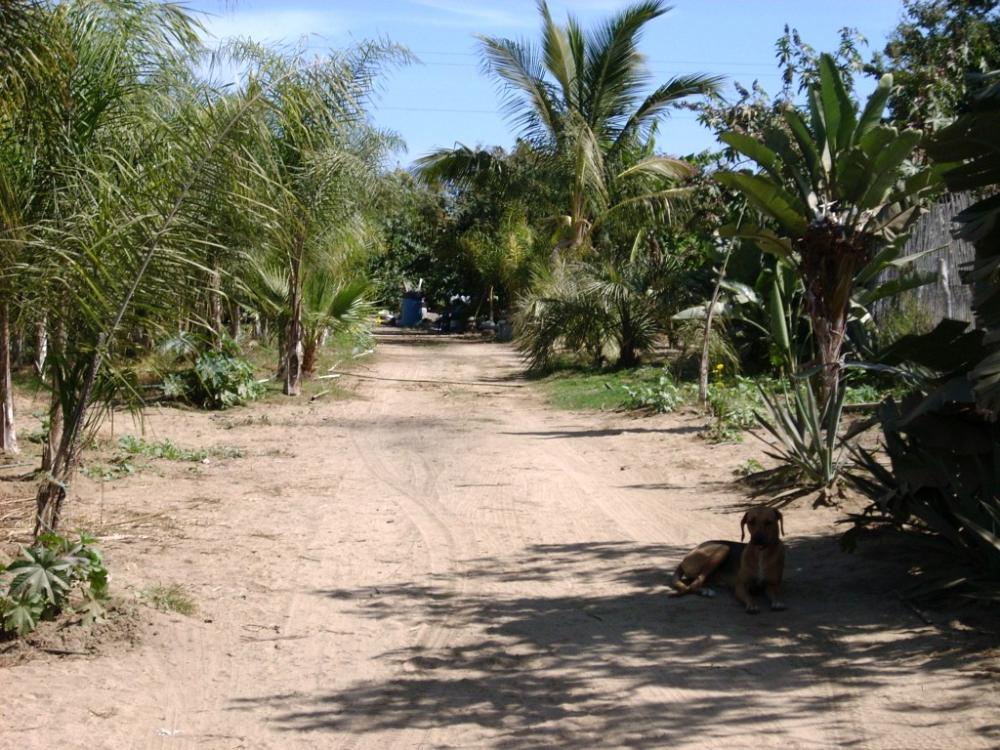Land for Sale in Los Cerritos-Pescadero, Baja California Sur — 64,248.00       SF — $350,000.00