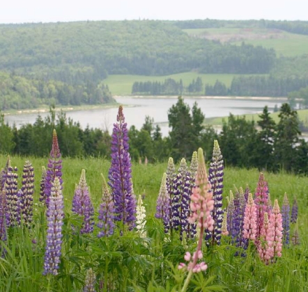Land for Sale in Lorne Valley, Prince Edward Island — 850.00          AC — $2,400,000.00