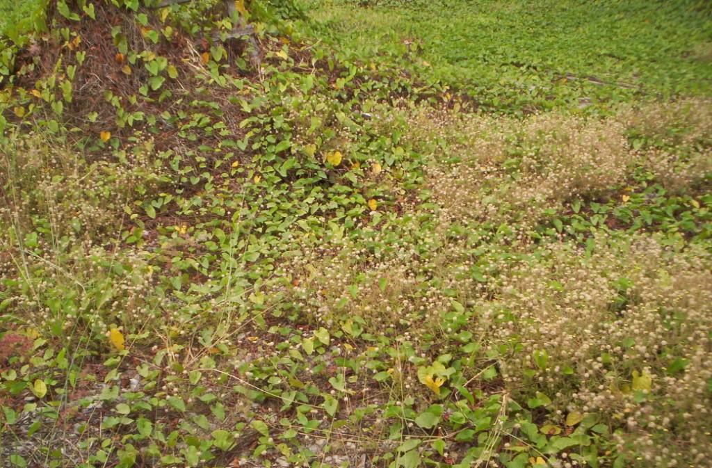 Land for Sale in Manabi — 12.00           HE — $1,440,000.00