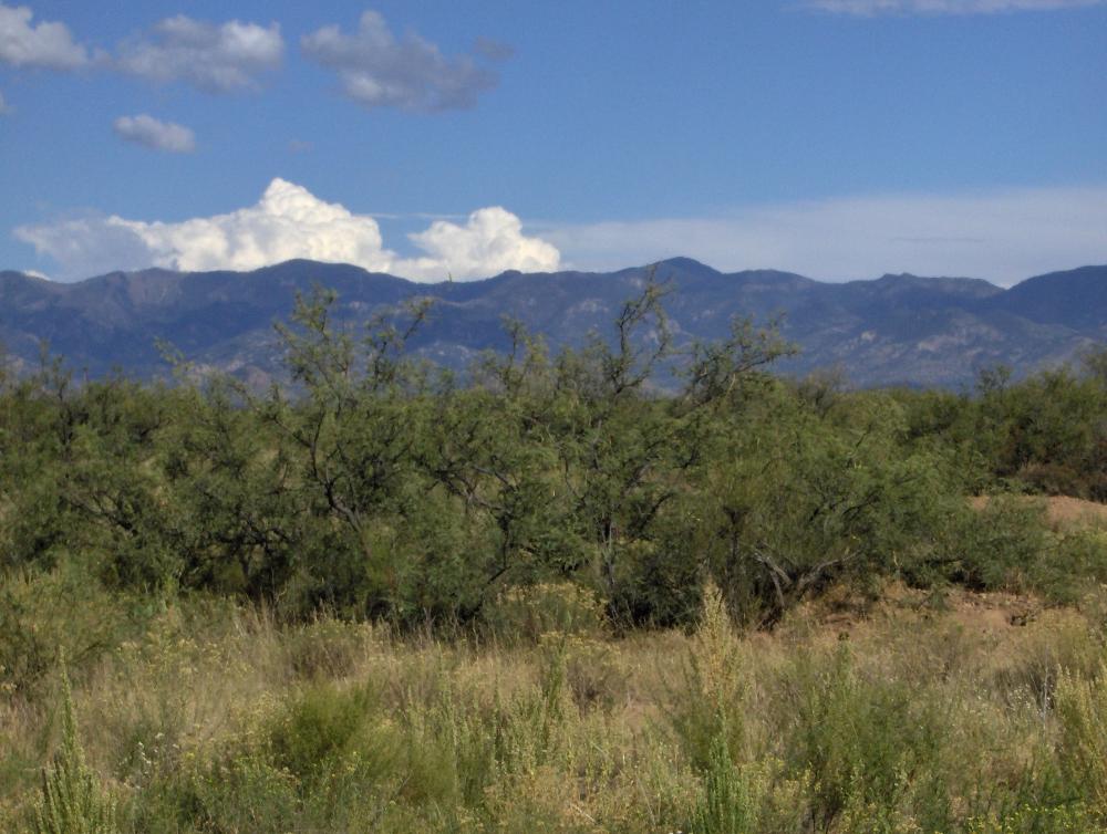 Land for Sale in Sunsites, Arizona — 5.00            AC — $15,000.00