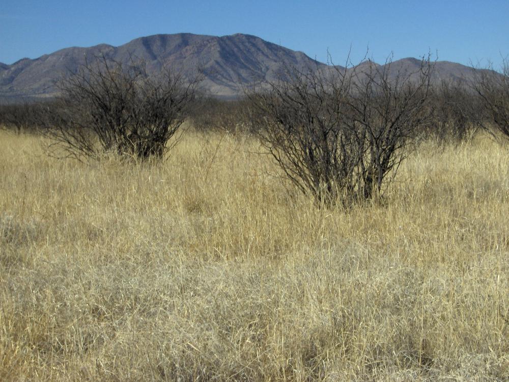 Land for Sale in Sunsites, Arizona — $20,000.00
