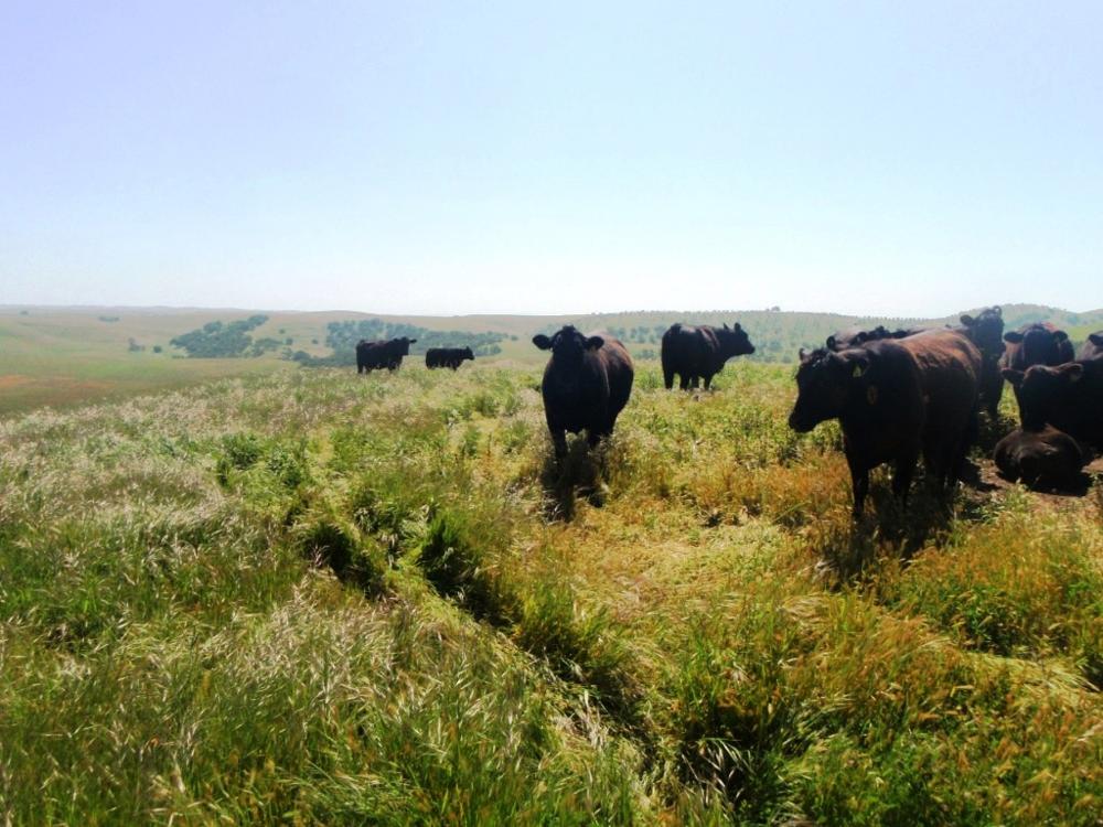 Land for Sale in San Miguel, California — 3,286.26        AC — $6,750,000.00