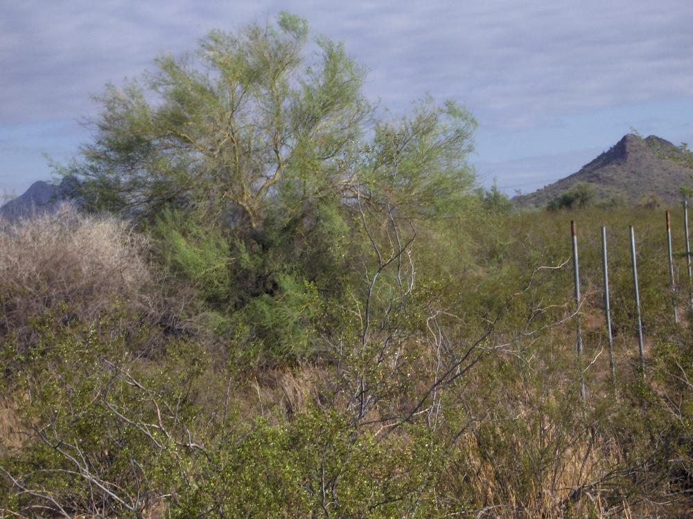 Land for Sale in Wittmann, Arizona — 5.00            AC — $75,000.00