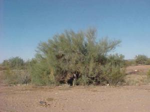 Land for Sale in Wittmann, Arizona — 5.00            AC — $110,000.00
