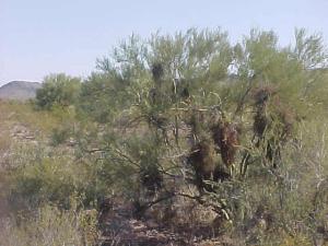 Land for Sale in Wittmann, Arizona — 5.00            AC — $92,000.00