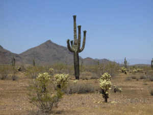 Land for Sale in Wittmann, Arizona — 5.00            AC — $75,000.00
