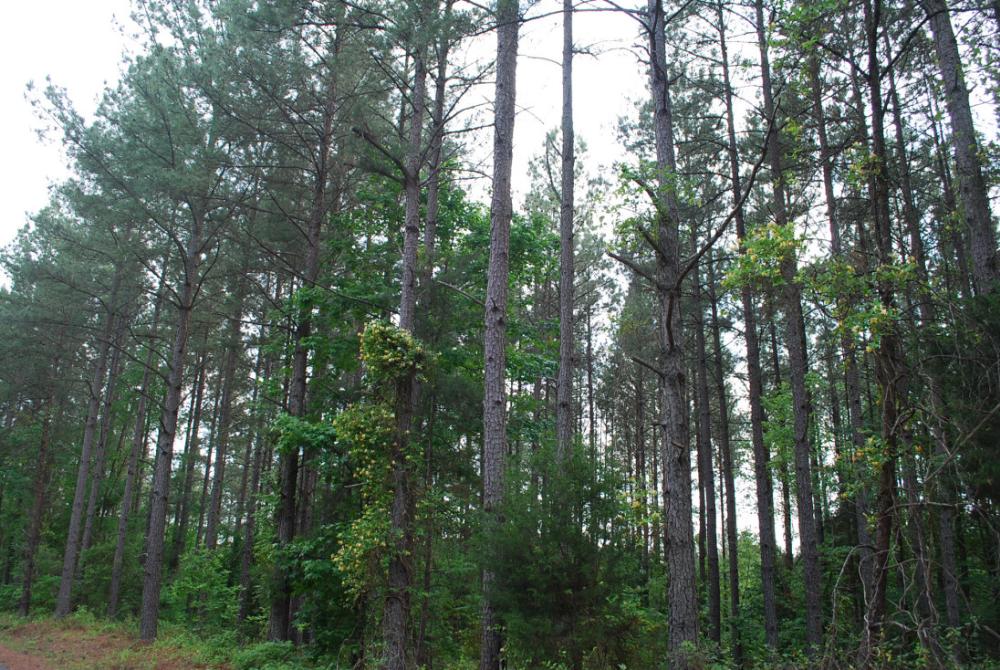 Land for Sale in Spartanburg Road, South Carolina — 253.60          AC — $1,153,000.00