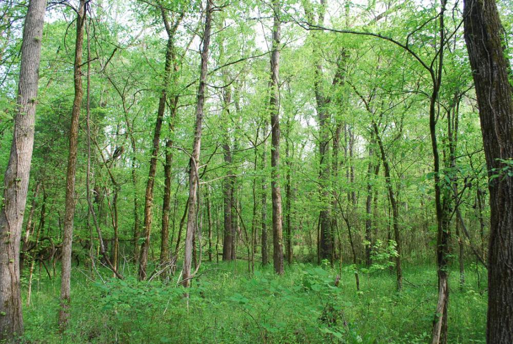 Land for Sale in Chester, South Carolina — 847.40          AC — $1,883,000.00