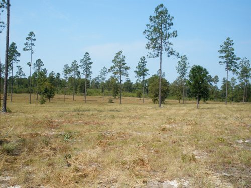 Land for Sale in Camden, South Carolina — 20.00           AC — $100,000.00