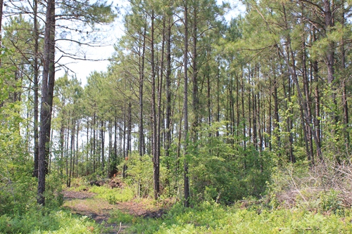 Land for Sale in St. Stephens, South Carolina — 111.80          AC — $178,880.00