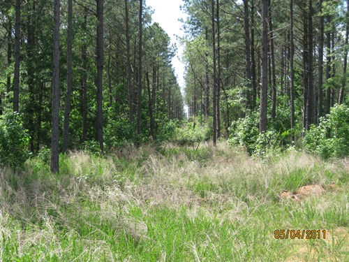 Land for Sale in Chester, South Carolina — 240.92          AC — $554,116.00