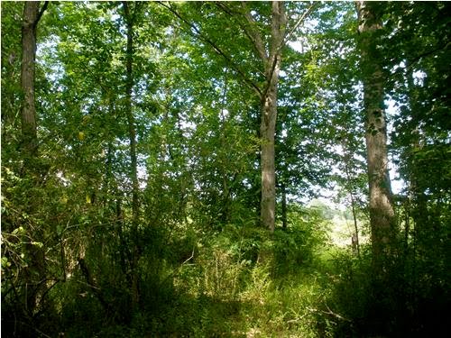 Land for Sale in Greenwood, South Carolina — 84.96           AC — $151,993.00