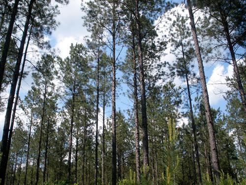 Land for Sale in Union, South Carolina — 416.33          AC — $1,007,519.00