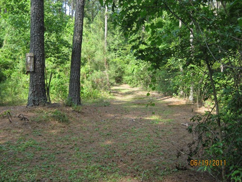 Land for Sale in Dillon, South Carolina — 214.55          AC — $215,000.00