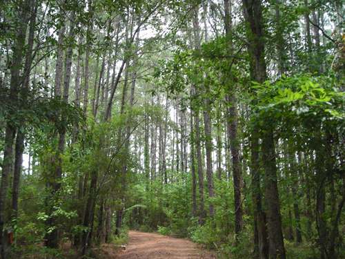 Land for Sale in Greeleyville, South Carolina — 99.60           AC — $249,000.00