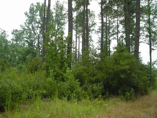 Land for Sale in Greeleyville, South Carolina — 30.30           AC — $89,900.00