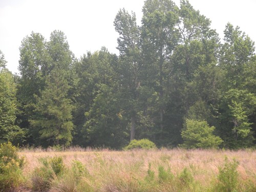 Land for Sale in Gresham, South Carolina — 89.00           AC — $229,000.00