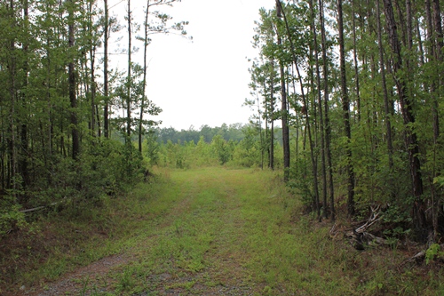 Land for Sale in Jamestown, South Carolina — 165.00          AC — $359,651.00