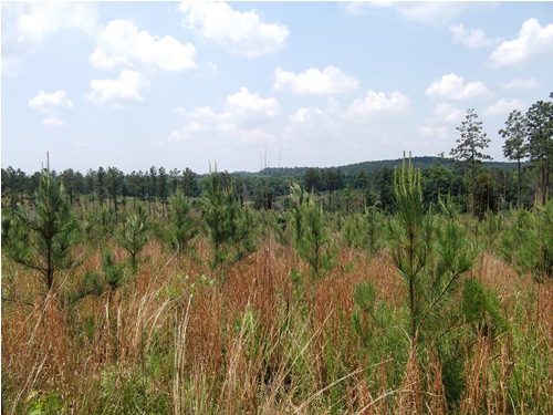 Land for Sale in Carlisle, South Carolina — 435.26          AC — $918,399.00