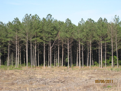 Land for Sale in Woodward, South Carolina — 518.13          AC — $1,054,395.00