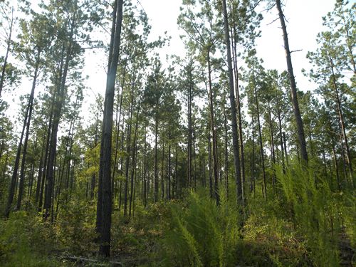 Land for Sale in Manning, South Carolina — 49.00           AC — $126,536.00