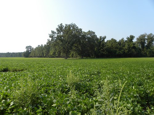 Land for Sale in Manning, South Carolina — 103.40          AC — $217,140.00