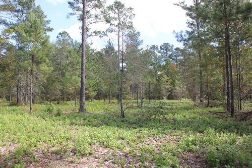 Land for Sale in Bonneau, South Carolina — 10.00           AC — $75,000.00
