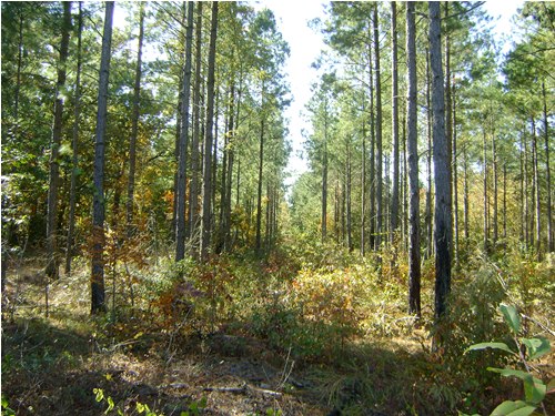 Land for Sale in Swansea, South Carolina — 38.00           AC — $144,400.00