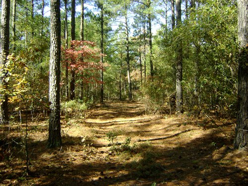 Land for Sale in Swansea, South Carolina — 53.00           AC — $201,400.00