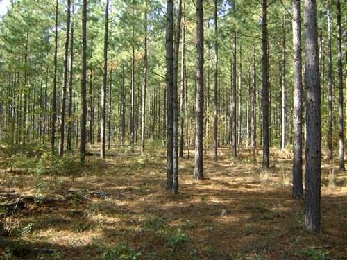 Land for Sale in Swansea, South Carolina — 25.00           AC — $95,000.00