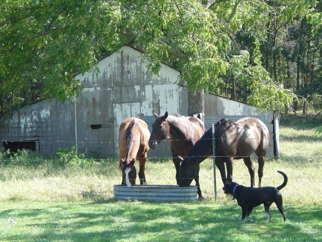 Land for Sale in Long Lane, Missouri — 160.00          AC — $524,977.00