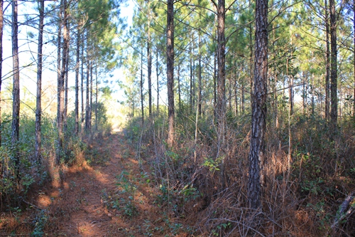 Land for Sale in Jamestown, South Carolina — 23.00           AC — $91,885.00