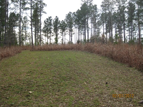 Land for Sale in Blair, South Carolina — 242.00          AC — $617,100.00