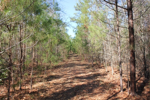 Land for Sale in Bonneau, South Carolina — 30.00           AC — $150,000.00