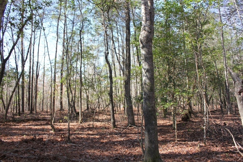 Land for Sale in Bonneau, South Carolina — 15.00           AC — $90,000.00