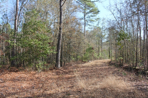 Land for Sale in walterboro, South Carolina — 20.00           AC — $99,500.00