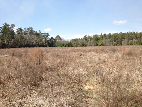 Land for Sale in Brunson, South Carolina — 20.00           AC — $48,250.00