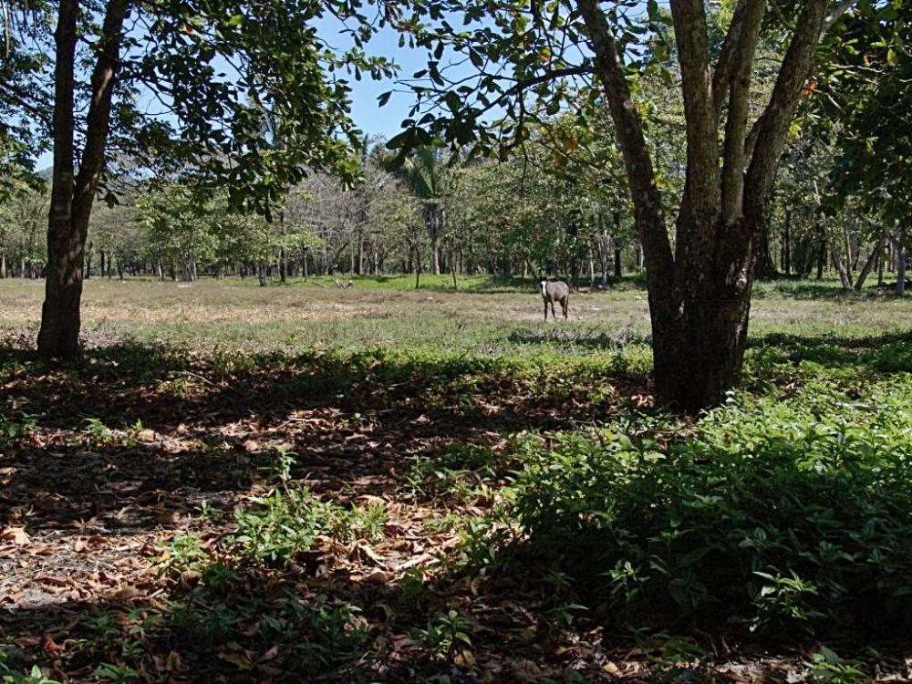 Land for Sale in Samara, Guanacaste — 1,120.00        SM — $203,000.00