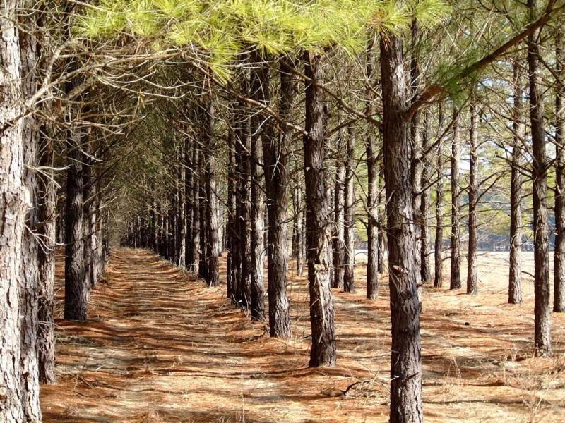 Land for Sale in Trenton, Florida — 22.00           AC — $119,000.00