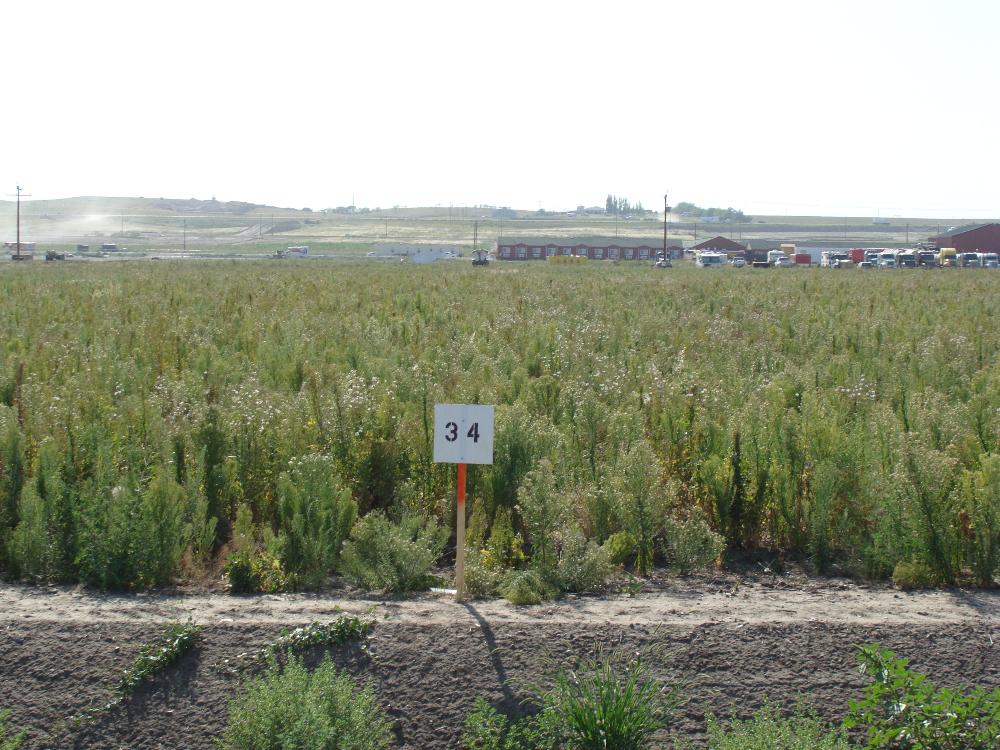 Land for Sale in Williston, North Dakota — 73.00           AC — $4,750,000.00