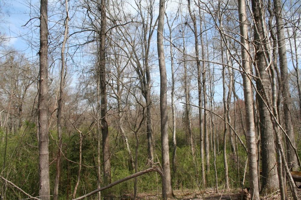 Land for Sale in Easley, South Carolina — 55.30           AC — $221,200.00