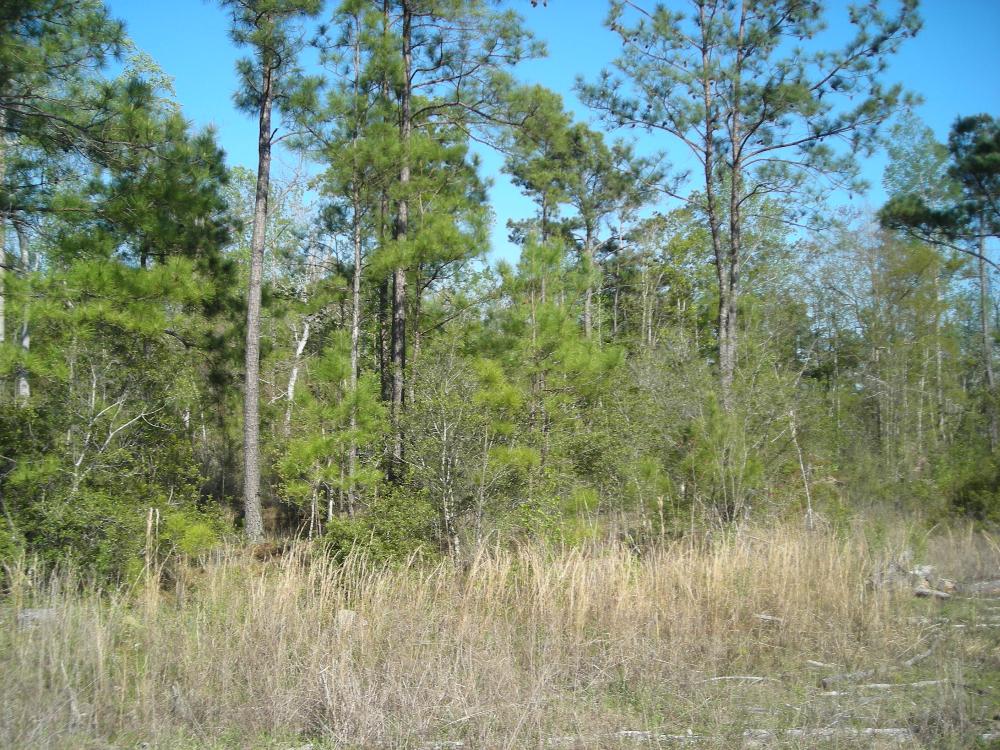 Land in Summerville