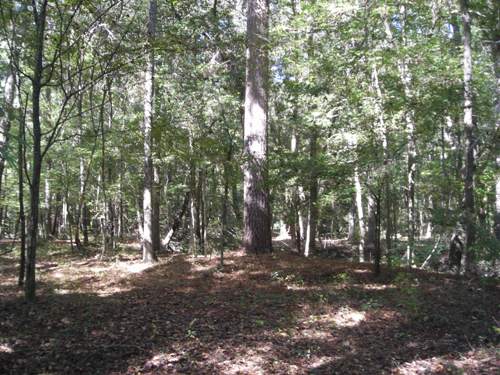Land in Summerville