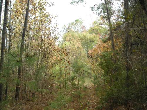 Land in Reevesville