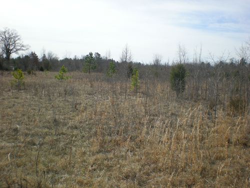 Land in Woodruff