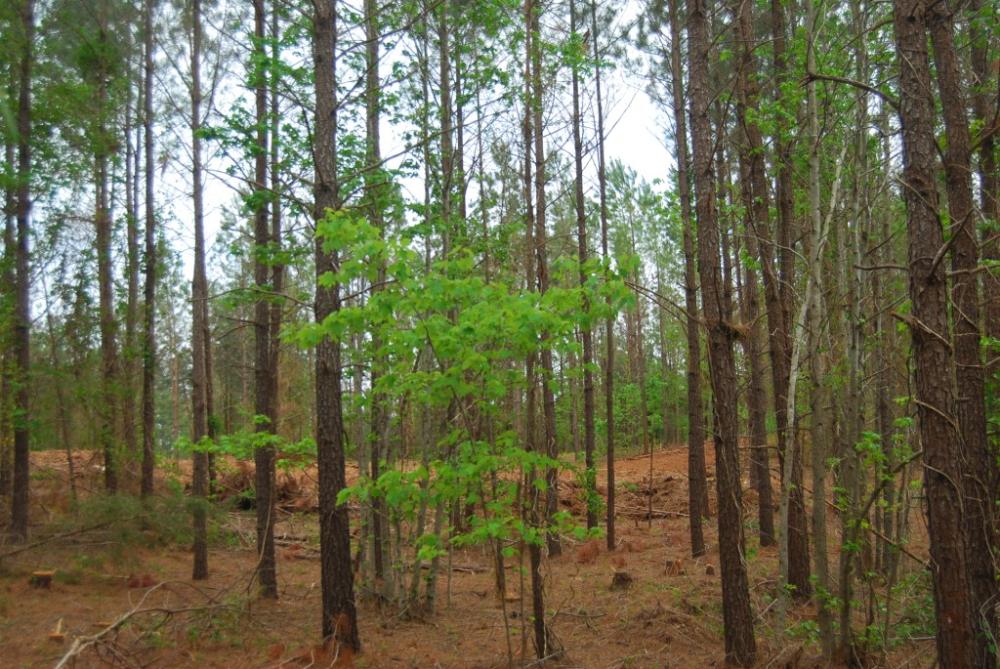 Land in Whitmire