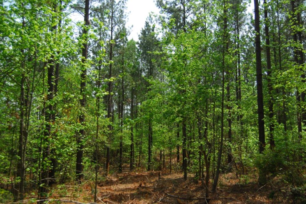 Land in Clinton