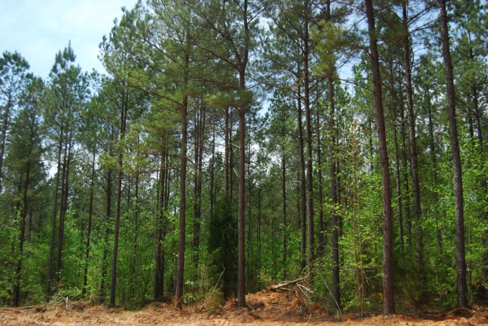 Land in Clinton