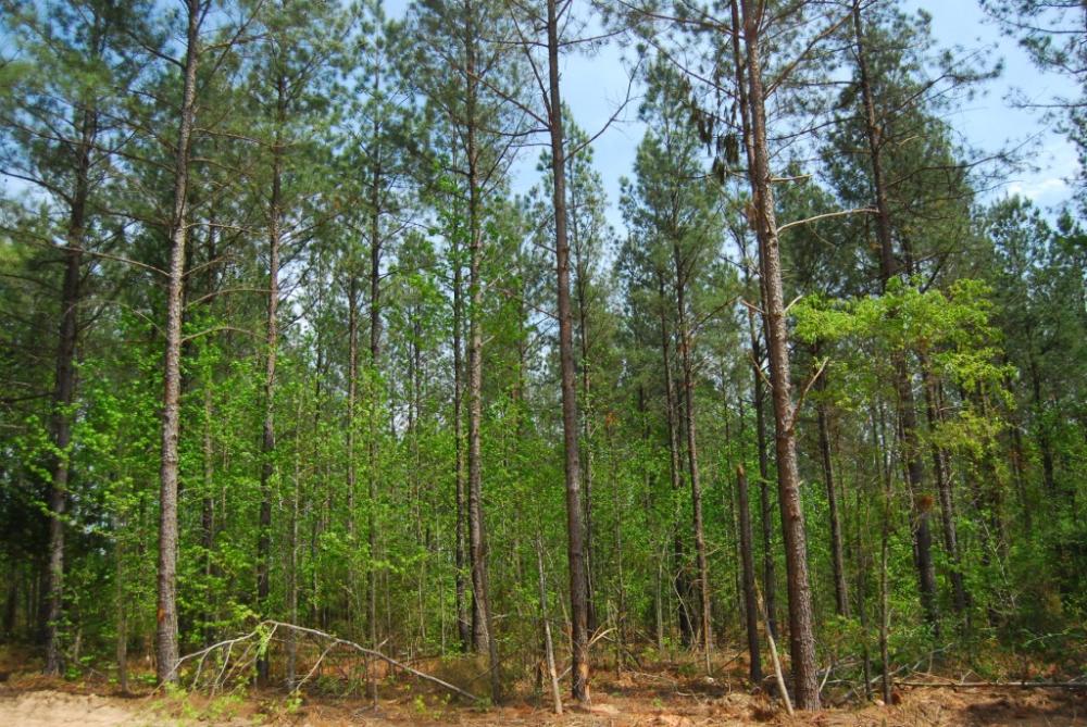 Land in Clinton